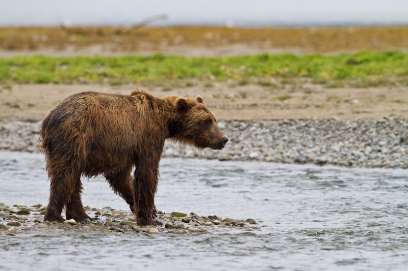 Grizzly Bear Watching For Salmon